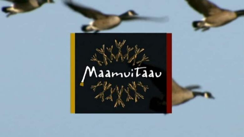 several geese fly on a blue sky behind a logo with the word Maamuitaau