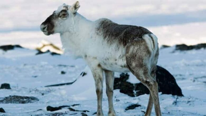 A caribou stands in snow.