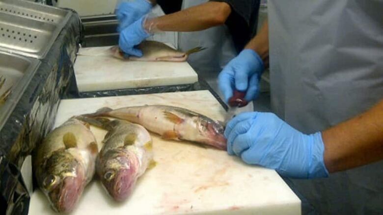 Fish on a cutting board