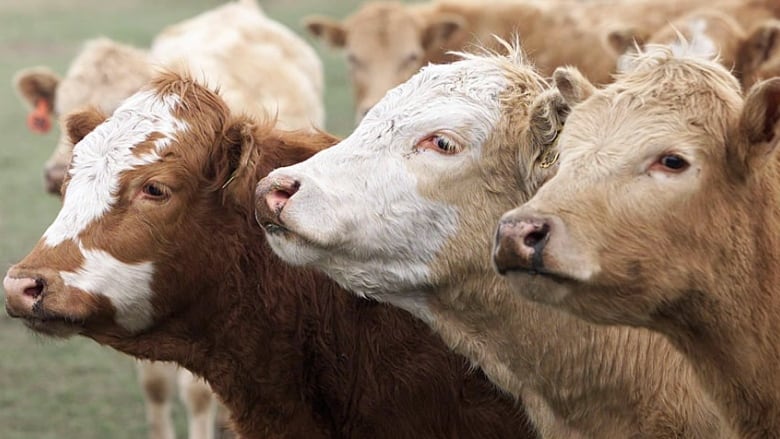 a close up shot of three beef cows' heads 