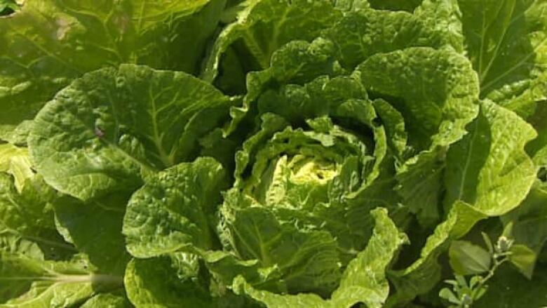 The Chinese vegetables are thriving in the red Island soil.