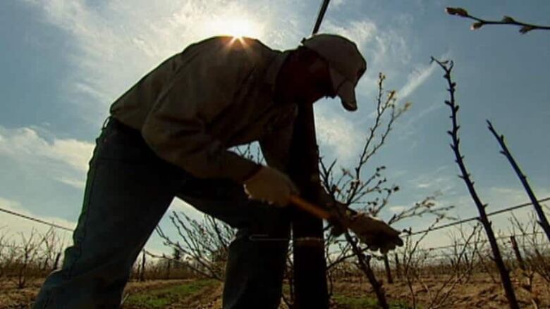 Silhouette of a person picking a plant from the ground. 