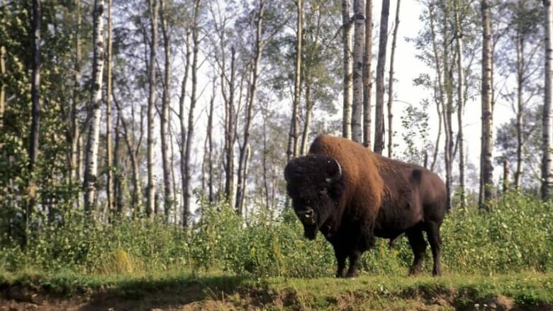 Thirty more wood bison from Alberta have been flown to live in Russia as part of a conservation project.