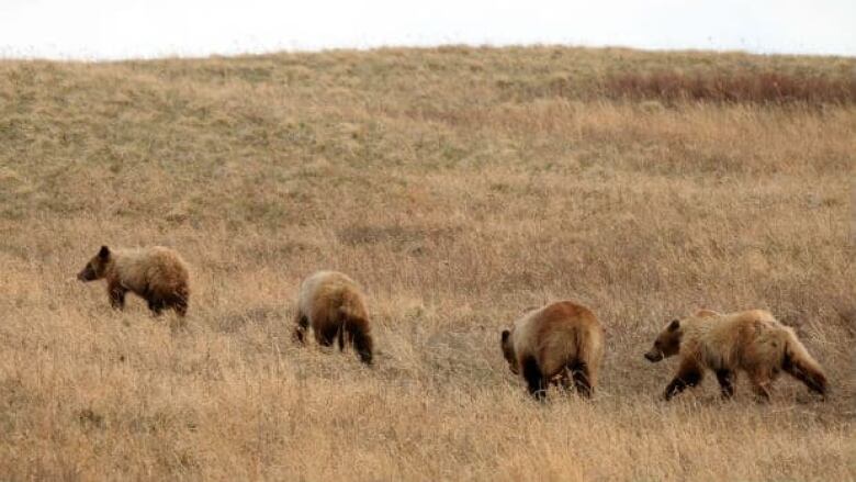 Four bears walking across a field with a slight incline.