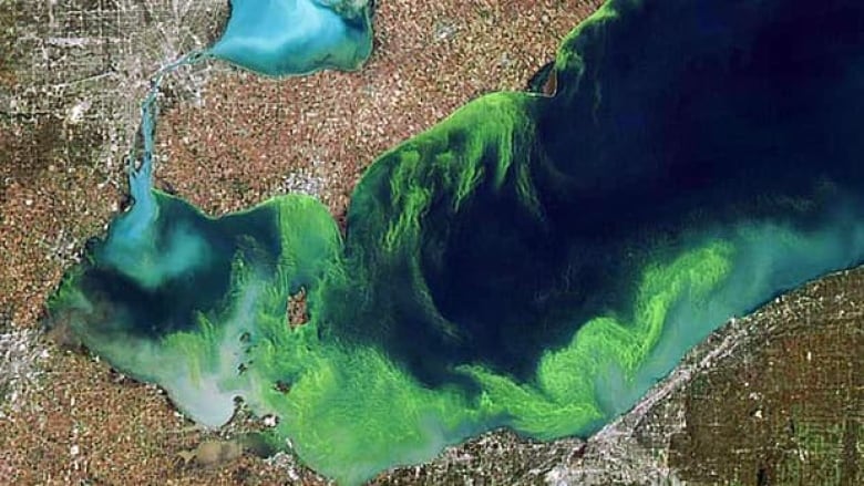 Blue-green algae stinks, contains toxins and chokes off life in the lake.