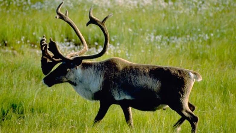 Bull caribou amid grassland.