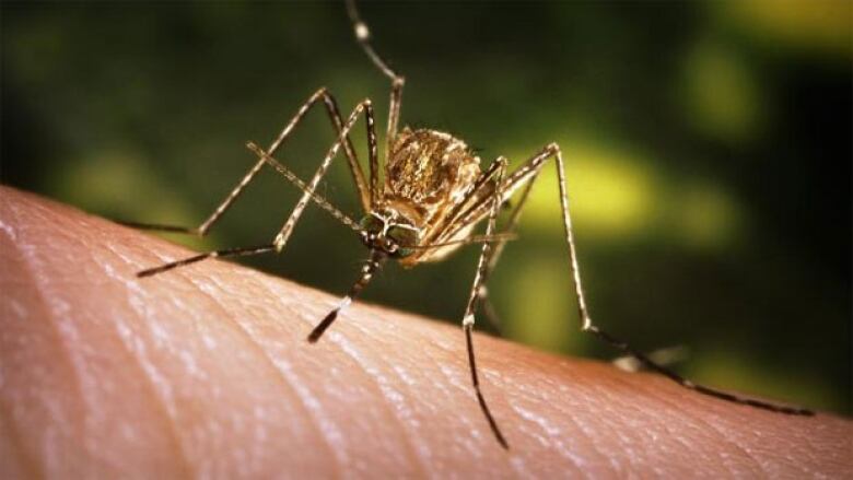 Closeup of a mosquito on skin.