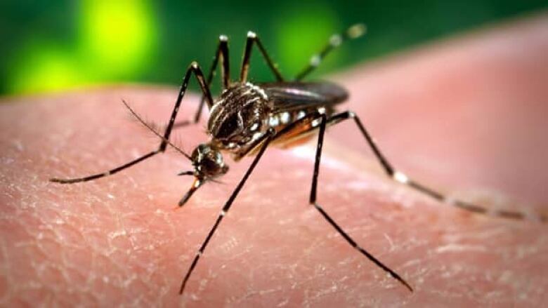 A mosquito is pictured.