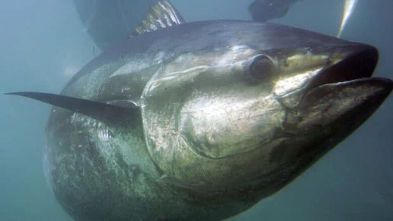 a bluefin tuna in water