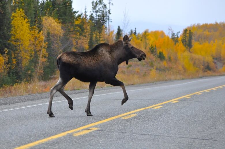 A moose crosses a road in the fall.