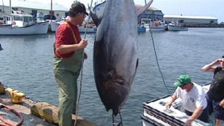 A man stands by a tuna being hauled up onto the wharf from a boat.