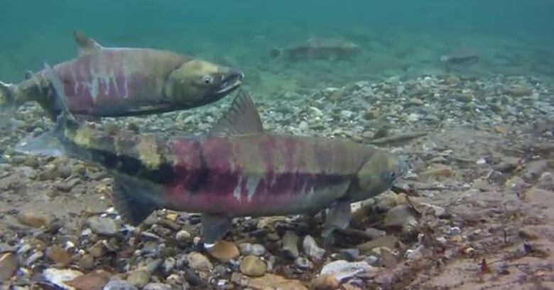 Fish seen swimming underwater. 