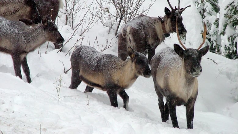 A group of caribou on a snowy, forested slope.