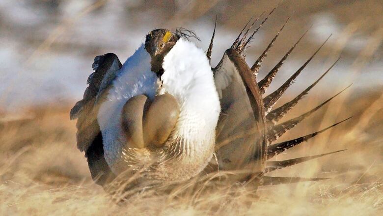 A brown with a white chest and fanned tail sits in a field. 