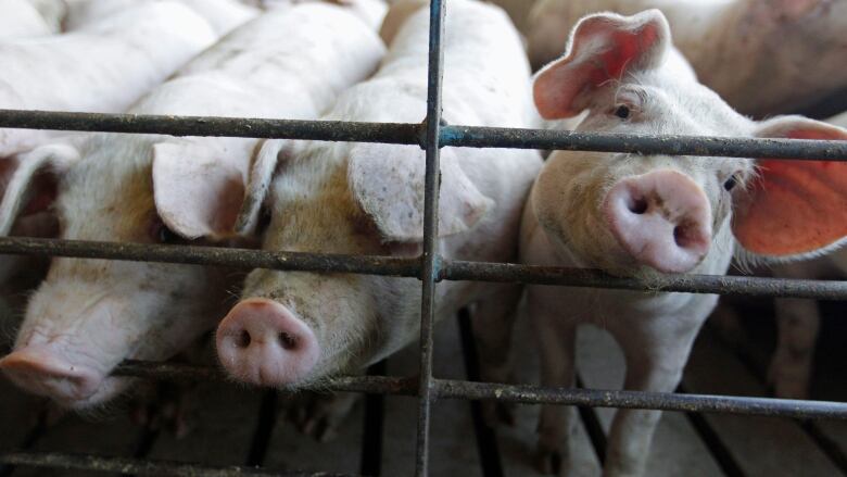 This June, 28, 2012, file photo shows hogs at a farm in Buckhart, Ill.  Pork prices could rise in the next months of the summer of 2013 because of a virus that has migrated to the U.S., killing piglets in 15 states at an alarming rate in facilities where it has been reported. Colorado and 14 other states began reporting the virus in April 2013, and officials have confirmed its presence in about 200 hog facilities around the nation.