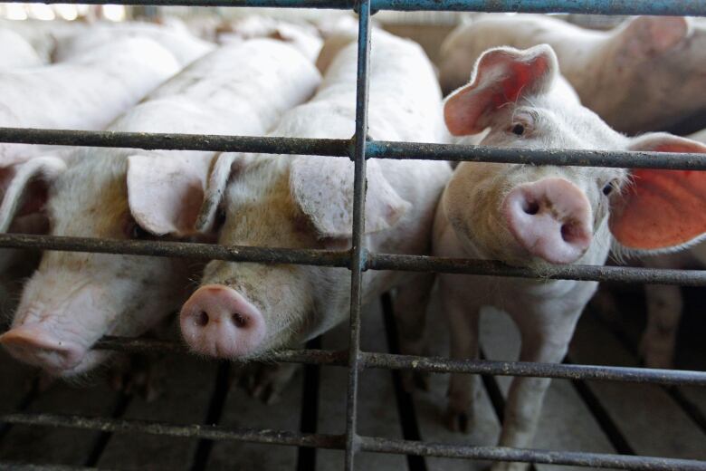 This June, 28, 2012, file photo shows hogs at a farm in Buckhart, Ill.  Pork prices could rise in the next months of the summer of 2013 because of a virus that has migrated to the U.S., killing piglets in 15 states at an alarming rate in facilities where it has been reported. Colorado and 14 other states began reporting the virus in April 2013, and officials have confirmed its presence in about 200 hog facilities around the nation.