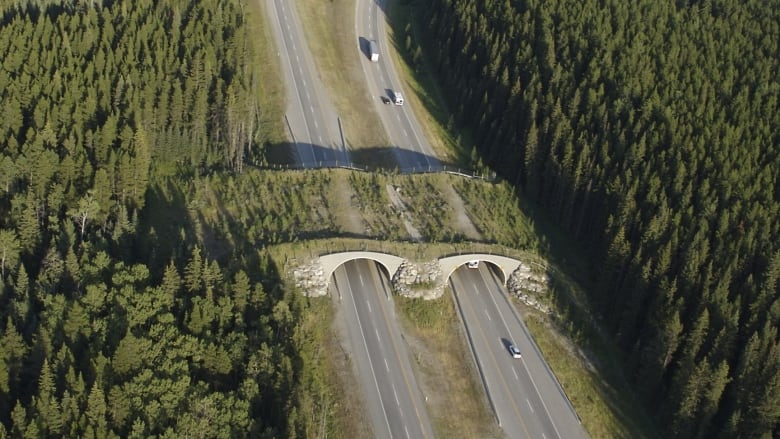 Aerial view shows a wildlife crossing over a busy highway surrounded by forest.