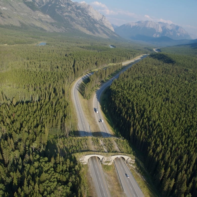 Aerial view shows a wildlife crossing over a busy highway surrounded by forest.