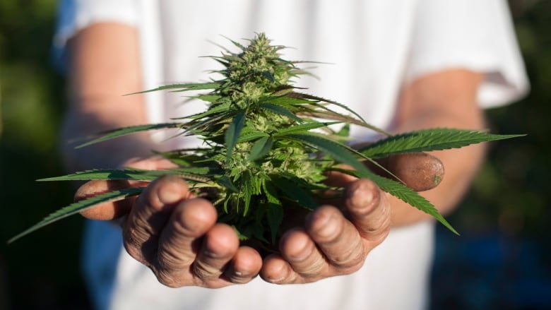 A person holding a cannabis plant