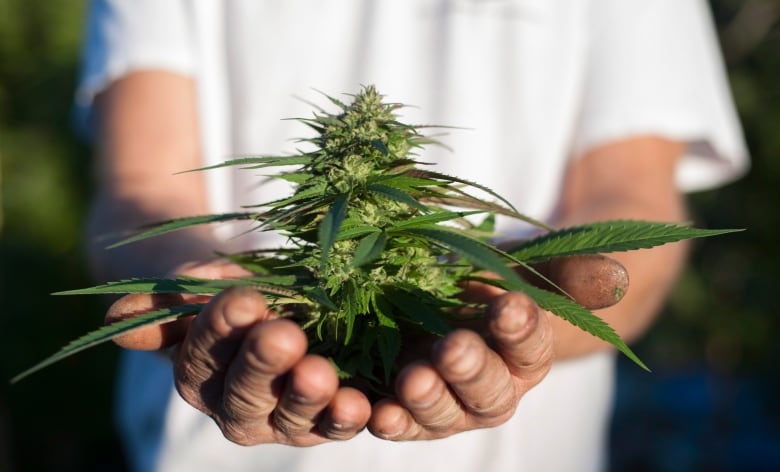 A person holding a cannabis plant