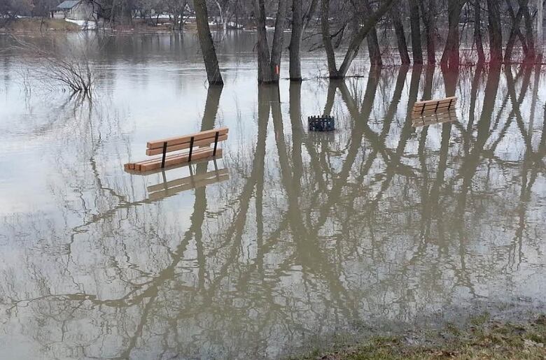 Park benches are surrounded in water from flooding. The water can also be seen well up on the trunks of trees.