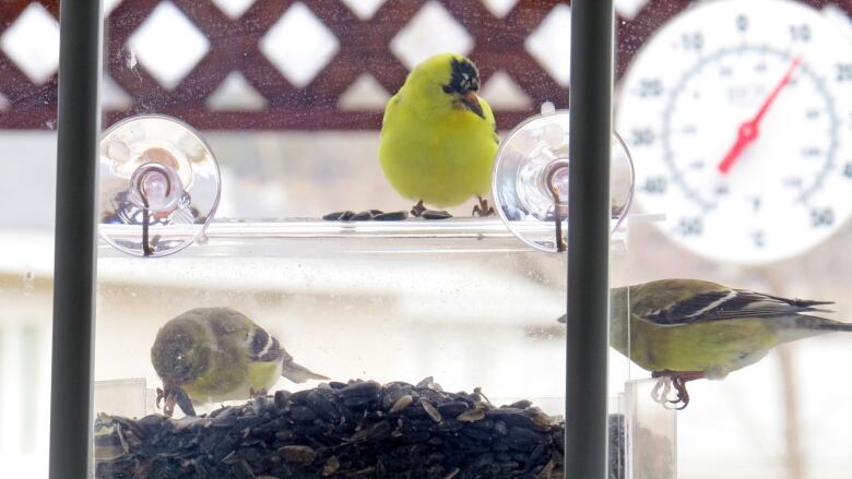 Three birds are seen eating seeds from a feeder that is attached to a window.