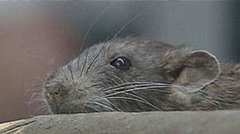 A brown rat peeks over a ledge.