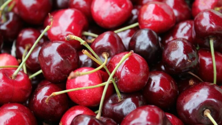 A close up of a  lot of red cherries