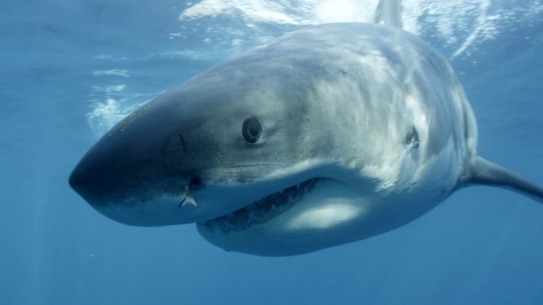 A great white shark swims near Guadalupe Island off the coast of Mexico.