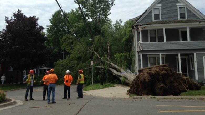 Crews survey a downed tree in Fredericton