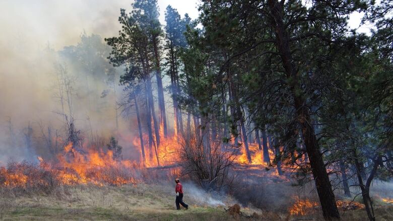 A wildfire fighter in red top and black pants walks in front of a fire.