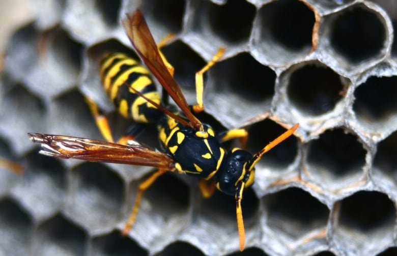 A wasp with yellow and black stripes is seen in a close up as it crawls along a nest.