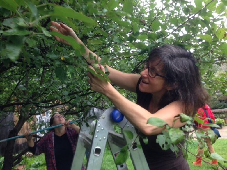 A woman with glasses picking fruit from a tree.