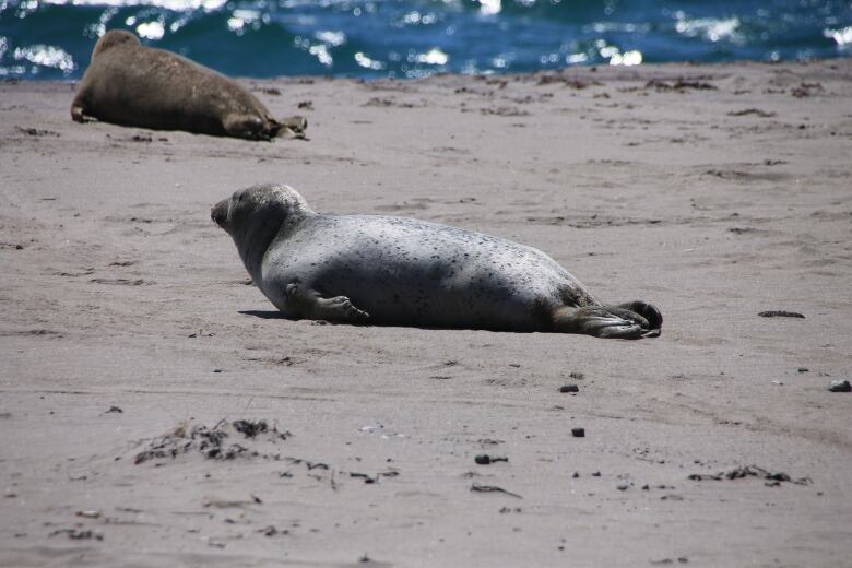 A seal lies on a sandy beach.