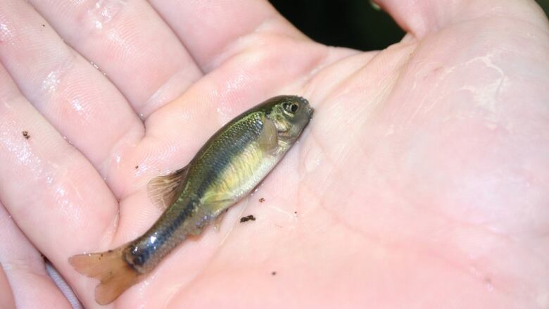 A small fish lays in the palm of a persons hand