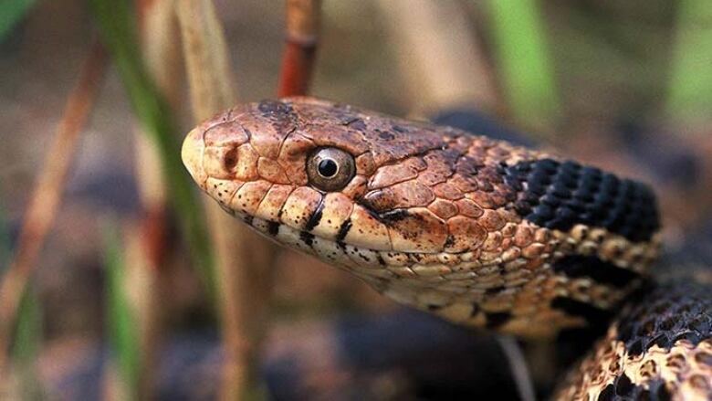 A brown snake's head.