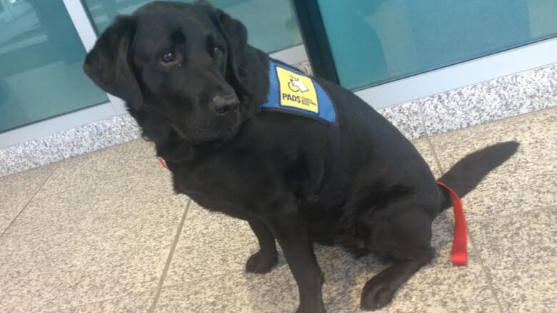 A black lab in a service dog vest sits in a courthouse lobby.