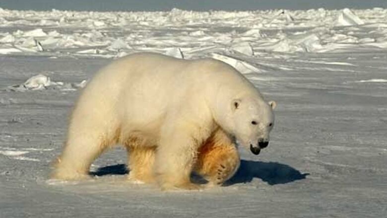 A polar bear walking on the sea ice.