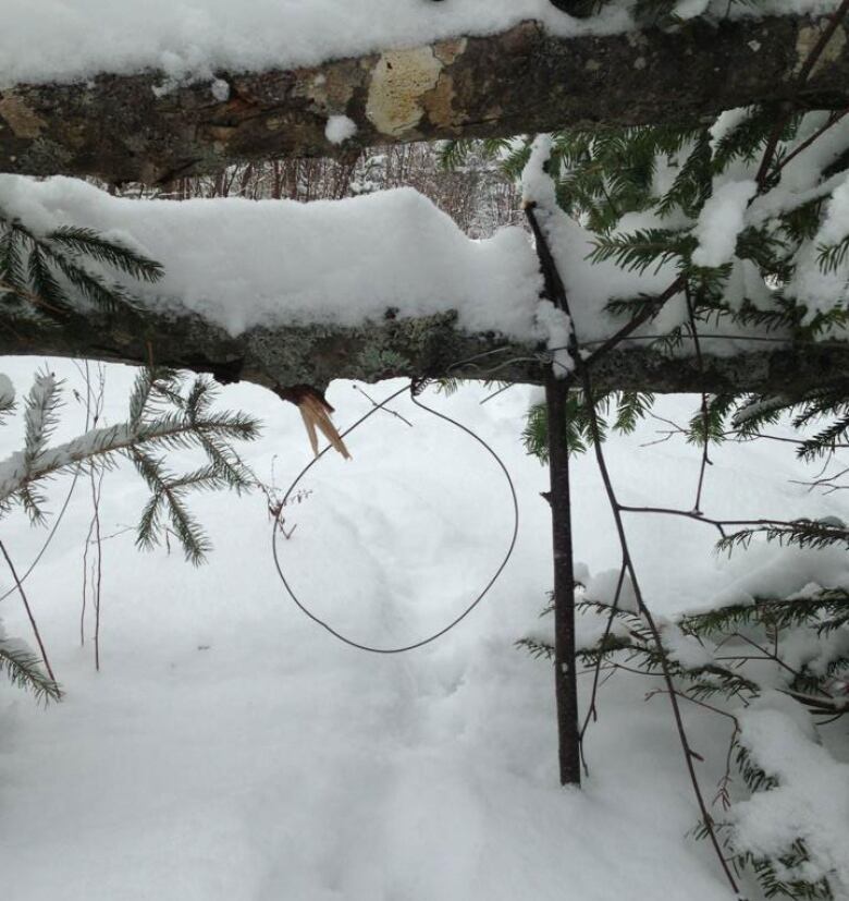 A wire noose hangs from a tree low to the snow. 