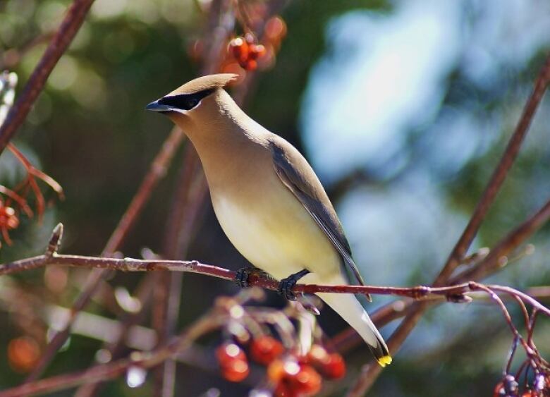 A smooth yellow and orange bird sits perched on a tree branch amongst berries.