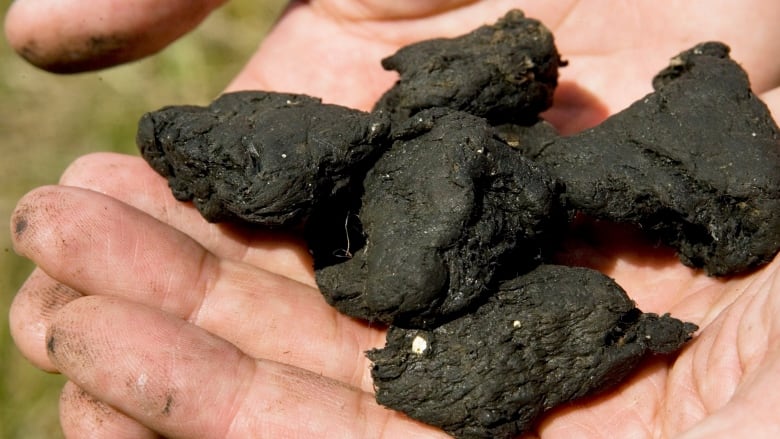 Black chunks are held in someone's hand.