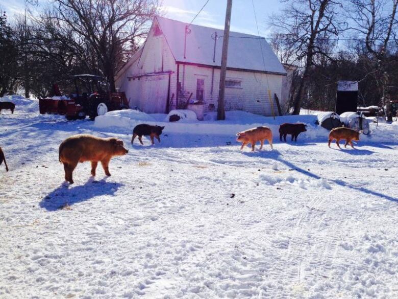 A group of pigs wandering around the grounds of a snowy farm