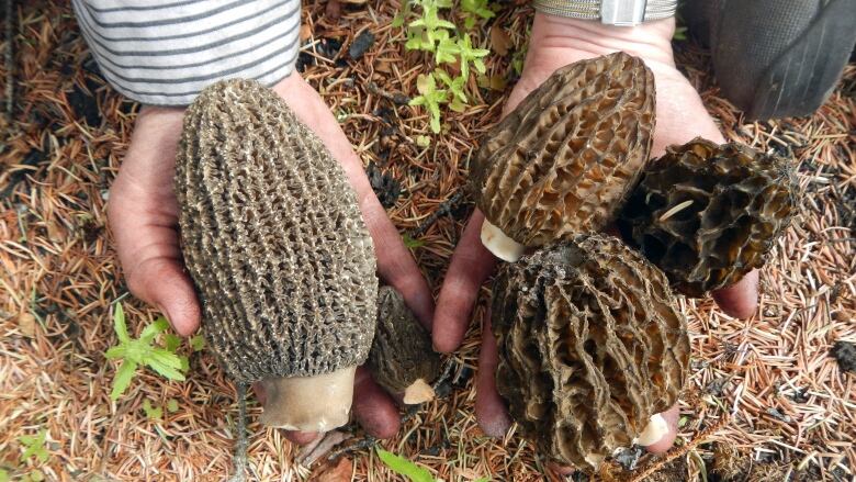 Someone holds three morel mushrooms. 