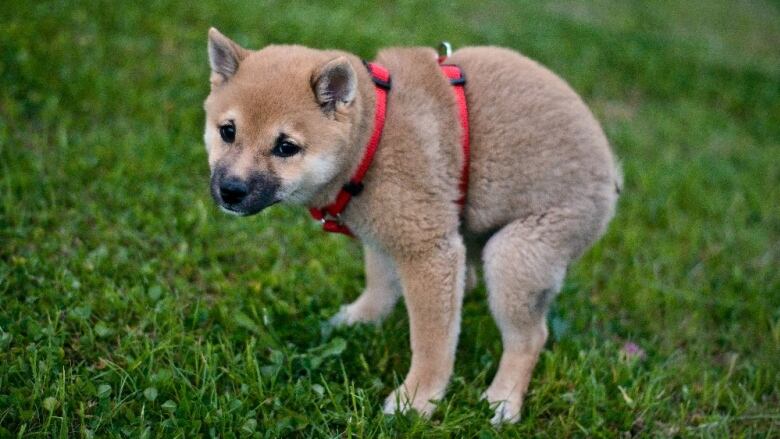 A dog squats, ready to defecate. 