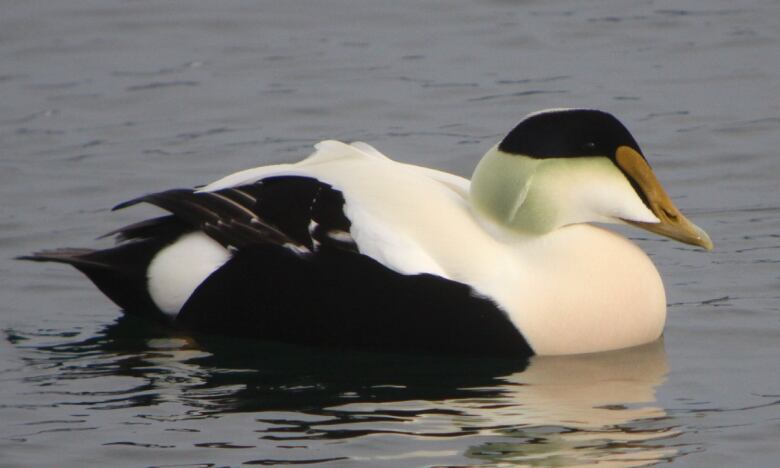 A black and white duck floats on water with a yellow beak. 