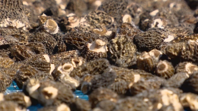 Morel mushrooms sit on a tray. The mushrooms have a honeycomb like texture. 