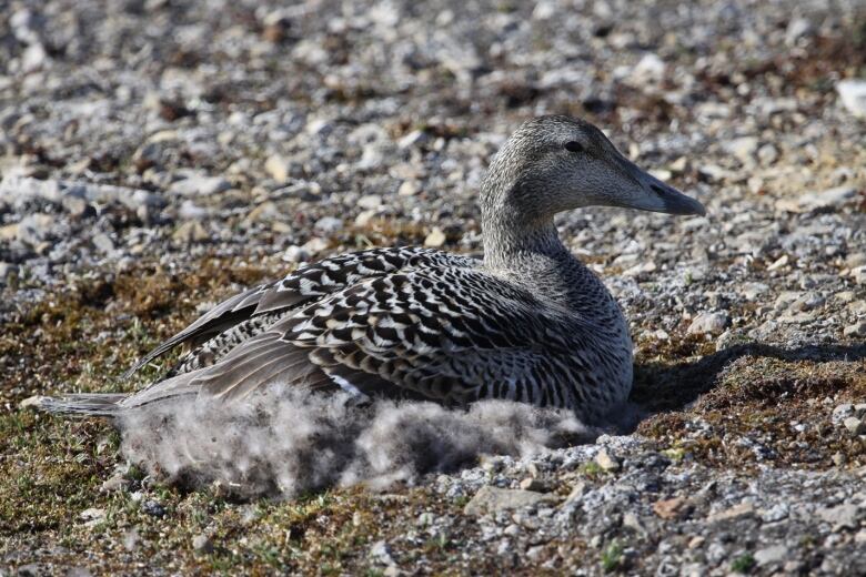 A brown-feathered duck sits among stones and pebbles.