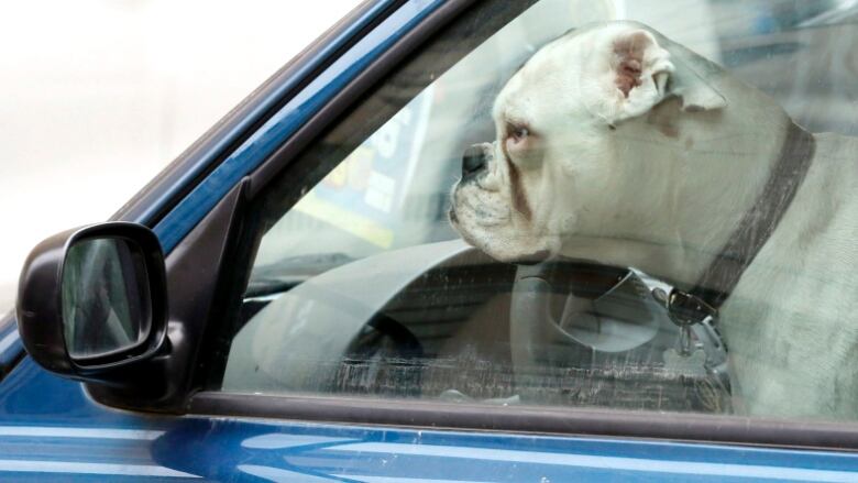 A dog looks out the driver's seat window of a blue vehicle.