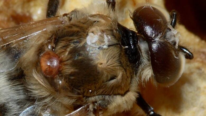 Closeup of a varroa mite.