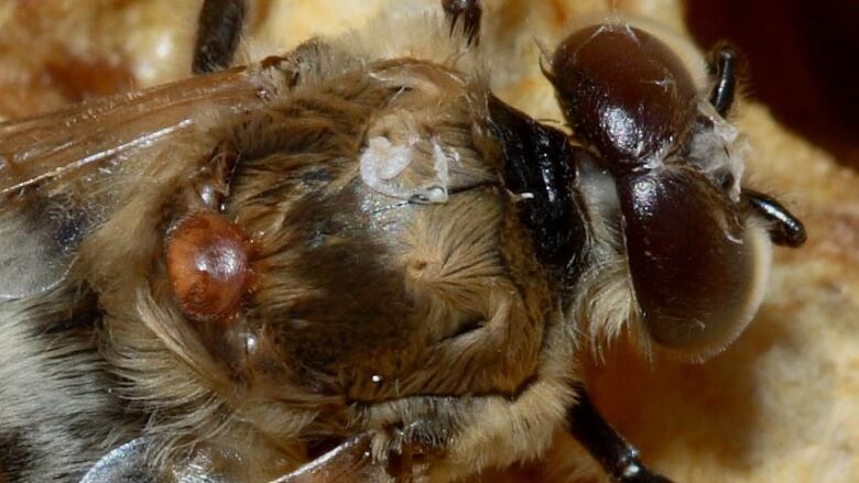 Closeup of a varroa mite.